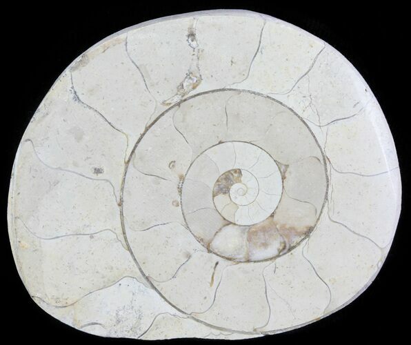 Cut and Polished Lower Jurassic Ammonite - England #62570